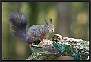 Eekhoorn, Red Squirrel, Sciurus vulgaris Location: Hof van Twente, the Netherlands eekhoorn MG 0588 kopie